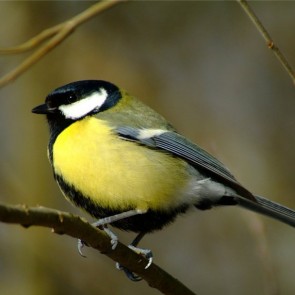 Международный день птиц - 1 апреля