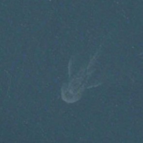 На спутниковых картах обнаружили Несси