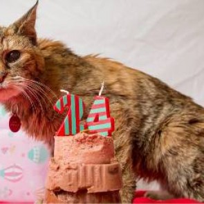 Поппи стала самой старой кошкой в мире