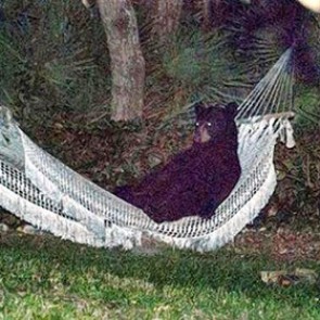 Медведь в гамаке напугал жителей Флориды