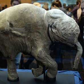 Мамонтята наглотались ила и задохнулись