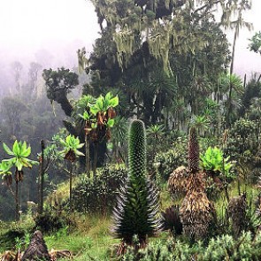 Астробиологи изучили влияние океанов на внеземную жизнь