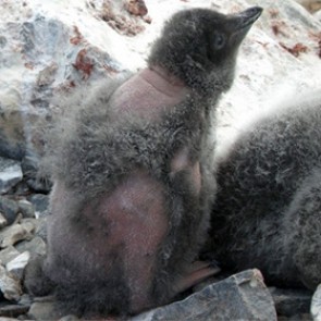 Неизвестное заболевание лишило антарктических пингвинов оперения