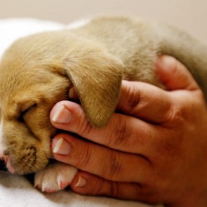 Всемирный день животных - 4 октября