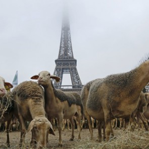 Французские фермеры привели к Эйфелевой башне 200 овец
