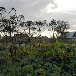 В Белоруссии нерадивых руководителей предложили сажать в борщевик