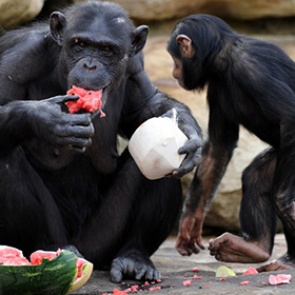 Ученые объяснили употребление алкоголя предками человека