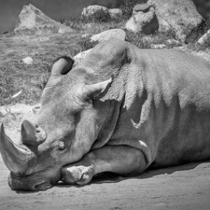 Скончался последний самец северного белого носорога