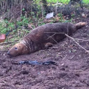 В Англии найден тюлень в 30 километрах от моря