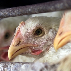 Птичий грипп в Японии поставил под угрозу судьбы двух миллионов кур