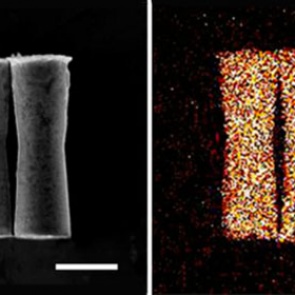 Микроскопические машины впервые отправились в путешествие по организму животных