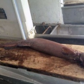 В Австралии поймали древнюю акулу с 300 зубами