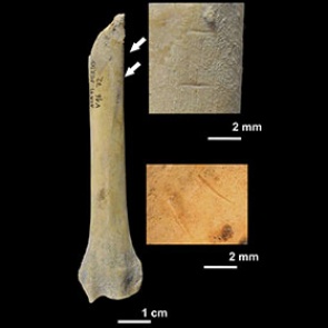 Древних европейцев уличили в поедании кошек и собак