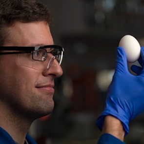 Ученые вернули сваренное яйцо в исходное состояние