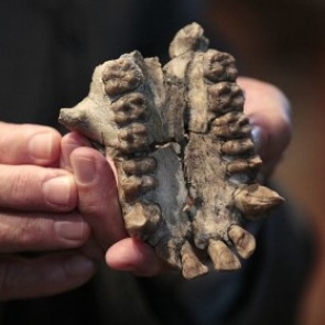 Ученые обнаружили новый вид первобытного человека