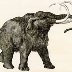 Генетики анонсировали воскрешение мамонтов
