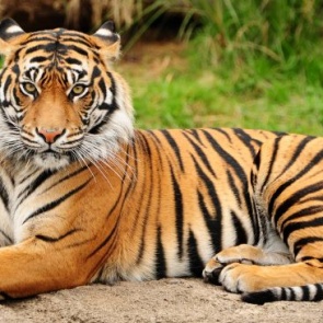 Международный день тигра