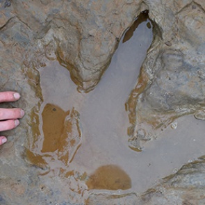 В Германии обнаружили останки 30-тонного маменчизавра