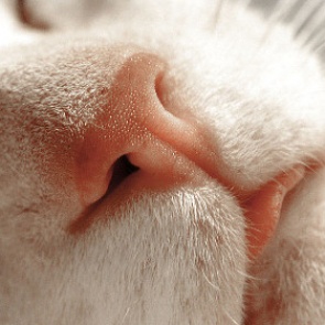 Ученые объяснили любовь кошек к одиночеству