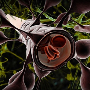 Лекарства впервые ввели напрямую в мозг с помощью ультразвука