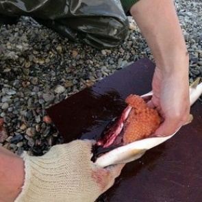 В рацион человека впервые внесена генетически модифицированная рыба