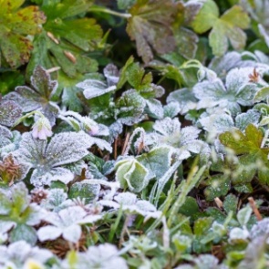 В Ачинск возвращаются заморозки