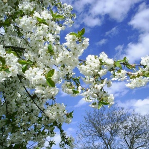 Уже завтра в Ачинске потеплеет
