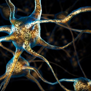 Причину ухудшения памяти нашли в кишечнике