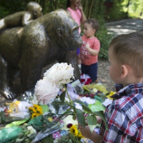 Директор зоопарка оправдал убийство схватившего ребенка самца гориллы