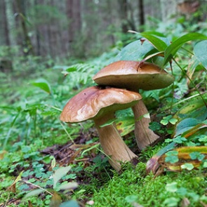 Российские туристы засолили грибы в ванне элитного отеля в Швейцарии