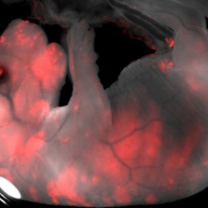 Впервые создан гибрид свиньи и человека