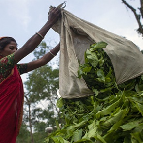 Доказана эффективность зеленого чая в борьбе с раком костного мозга