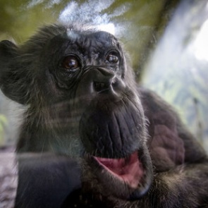 В США суд решит вопрос о признании шимпанзе личностями