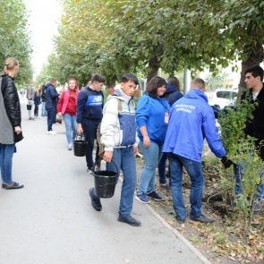 В Ачинске началась масштабная высадка молодых деревьев