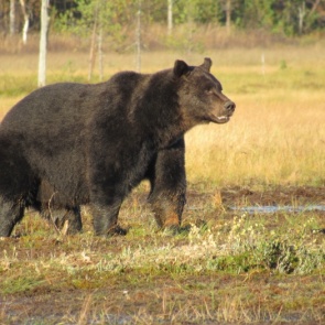 Медведи стали чаще выходить к людям: как вести себя при встрече