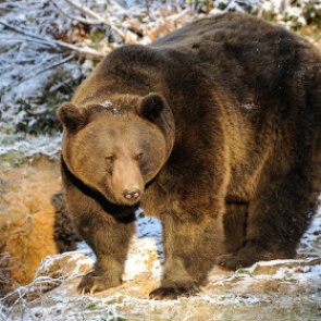 Ачинским охотникам разрешили уменьшить количество опасных зверей