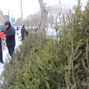 В Ачинске стражи порядка провели рейд по елочным базарам