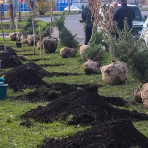 Сажать деревья в Ачинске будет «Управляющая компания Енисей»