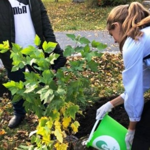 Кедры, сосны, яблони, рябины, акация, сирень, барбарисы: более 5,5 тысяч новых деревьев и кустарников высажено в Ачинске в 2018 году