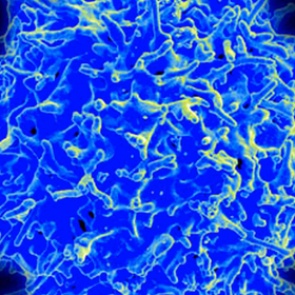 Найден способ защитить организм от рака