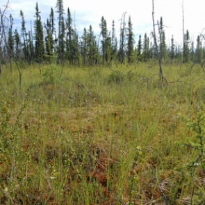 Названа новая угроза Сибири