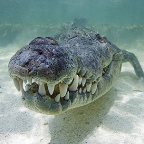 Пойман четырехметровый крокодил-людоед весом полтонны