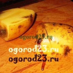 Как избавиться от проволочника, средства и способы борьбы с ним