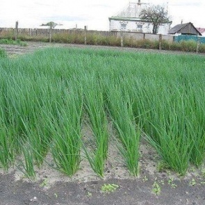 Удобряем лук... нашатырем