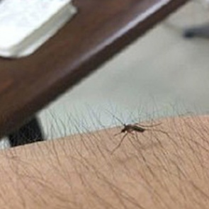 Женщины массово обнажили волосатые ноги