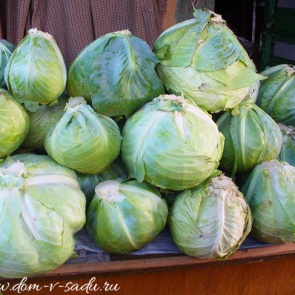 Сорта капусты для засолки и квашения. Выбираем лучший сорт капусты для засолки на зиму