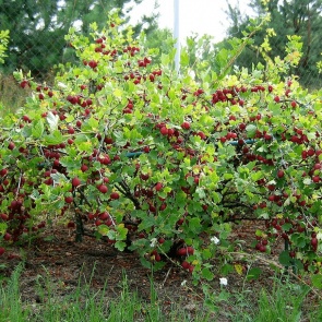 АРИТМИЯ - БОЛЕЗНЬ СЕРДЦА, А ЛЕЧИТЬ НУЖНО НЕРВЫ
