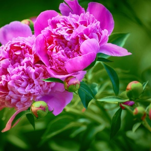 Что делать с пионами после цветения – обрезка и уход