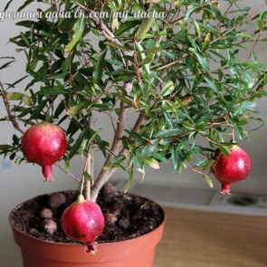 ВЫРАЩИВАНИЕ ГРАНАТА НА ПОДОКОННИКЕ. Сохраните, чтобы не потерять!