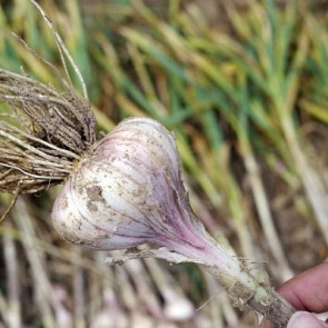 Когда и как убирать зимний чеснок с грядки?